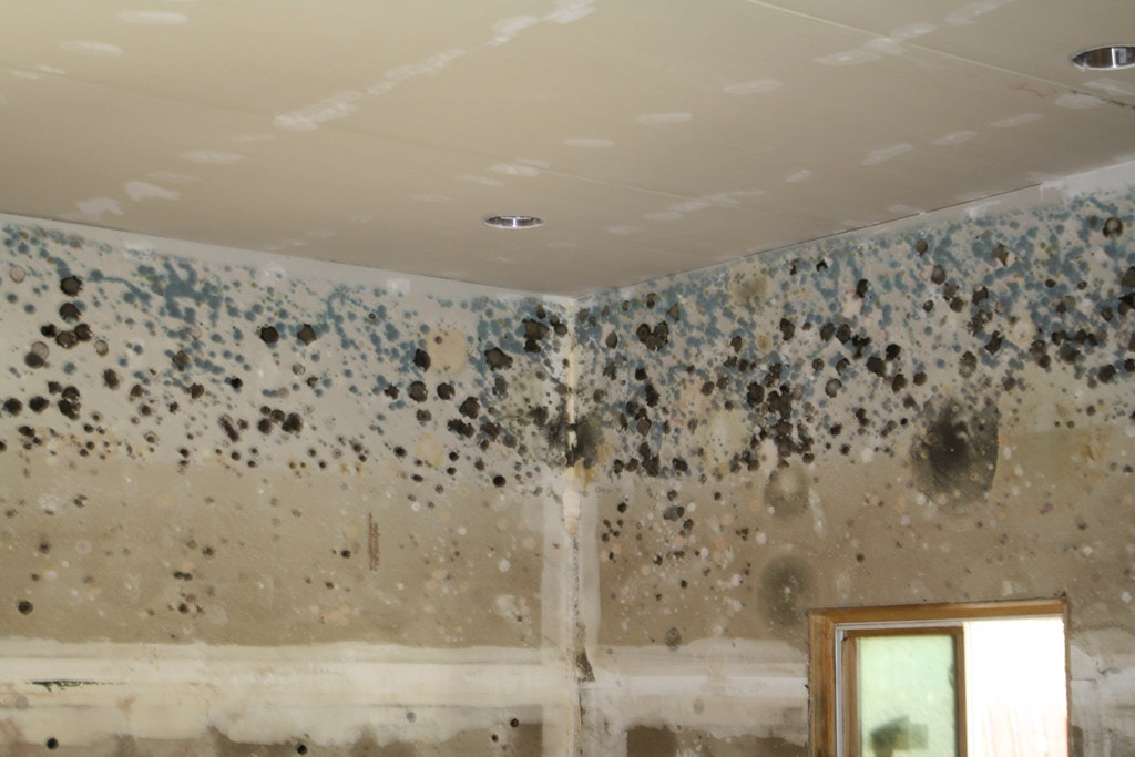 Blue and black mold spores growing in the corner of a kirkland home and ceiling necessitating mold removal