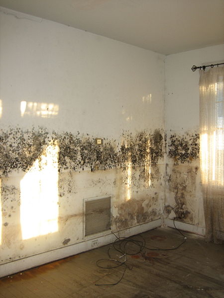 Mold infestation taking place on the indoor walls of a living room in Kirkland, Washington
