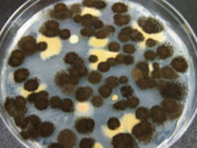 Petri dish showing mold growth from the result of mold inspection and testing completed in Kirkland, Washington